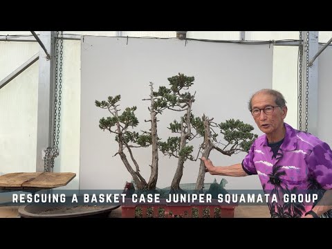 Rescuing a Basket Case Juniper Squamata Group