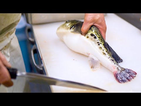 【職人技】活トラフグ（猛毒）のさばき方！京都祇園 山福 ふぐ料理 Blowfish (Puffer fish) Full Course Menu at Kyoto Japan!