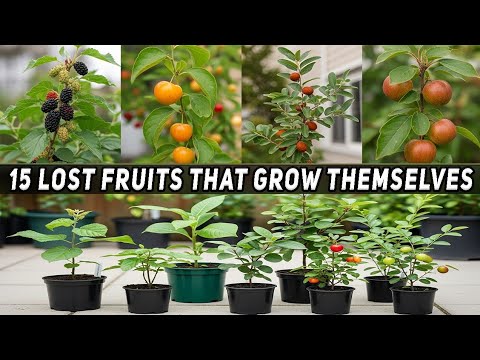 15 Nearly Lost Fruits That Thrive on Their Own – The Ultimate Lazy Garden Jackpot