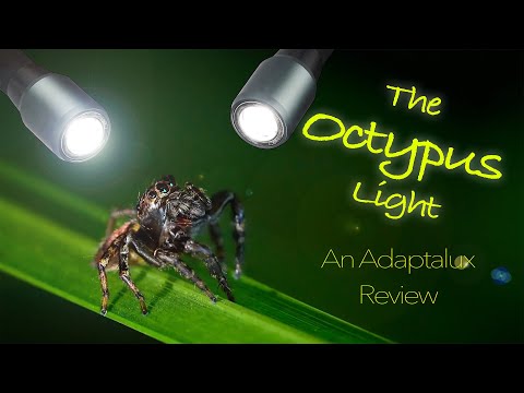 The Octypus Light - An Adaptalux Review