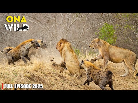 WILD CONFLICT | Lions vs Hyenas – Who Rules the African Plains? | #AnimalDocumentary