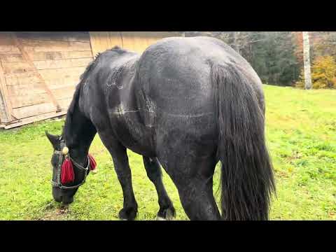 ПРОДАЖ Жеребчика  Фукса темно гнідий🔥🔥🔥💪💪💪👍👍👍❤️ 