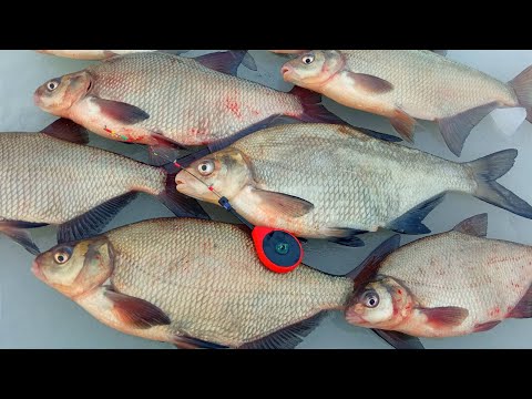 ЛЯЩІ ЯК ЧЕМОДАНИ НЕ ЛІЗУТЬ У ЛУНКИ. Зимова рибалка на ляща