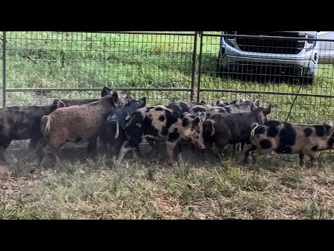 Trapping spotted wild hogs destroying more yards.