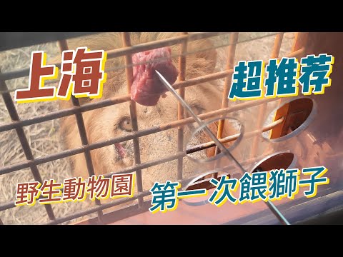 上海野生動物園｜動物園｜上海親子景點｜上海外灘｜上海飯店｜