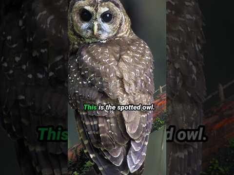 The Spotted Owl Changed Lumber Forever!