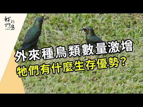 逆轉入侵潮｜揮別外來種鳥類這麼難！(我們的島第1214集 2023-07-24)
