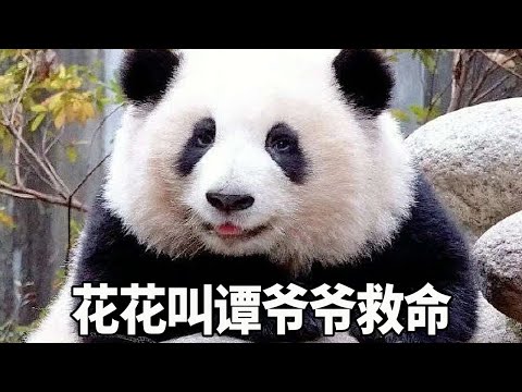 Hua Hua speaks more and more clearly! Being bullied by Heye  he directly called Grandpa Tan for hel