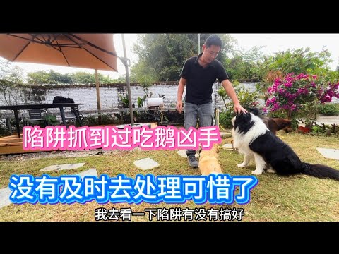 218集：吃鹅的动物落入陷阱了，可惜  ！彪哥出去了几天没有及时去处理。午餐做竹筒腊味饭犒劳一下自己。