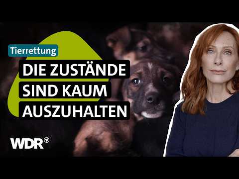 Verwahrloste Hunde: Andrea Sawatzki rettet Tiere in Rumänien | Tiere suchen ein Zuhause | WDR