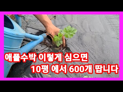 애플수박 왕 이렇게 심으면 10평에서 600개 땁니다 수박 재배방법,심는시기,키우기,심는간격 비닐하우스 텃밭,주말농장,귀농귀촌
