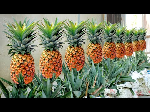 Tips For Growing Pineapple Super Fast From The Tops Discarded, Can't Be Ignored