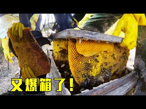 出门找蜜好几窝都跑空，又跑山上割诱蜂箱，又是爆桶的节奏啊！【莆农阿敏】