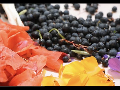 Making Anthotypes - Niamh Fahy