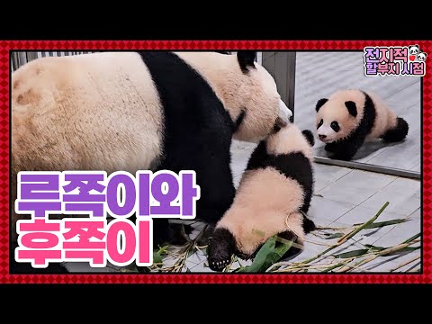 (SUB) Mommy Panda Is Busy Raising Reckless Twin Pandas 🐼│Panda World
