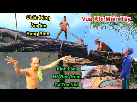 Khủng Chấn Động Cả Tòa Nhà Bên Dưới Rung Rinh Vua Khỉ Cưa Cây Linh Thiêng Cổ Thụ