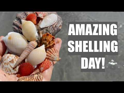 ​​Shell trip! Traveling across Florida for beautiful seashells.