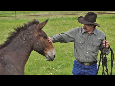 The Difference between Horses and Mules