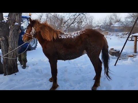 Ауыл тынысы.Соғым.Сиырлар ,бордақы бұқалар.