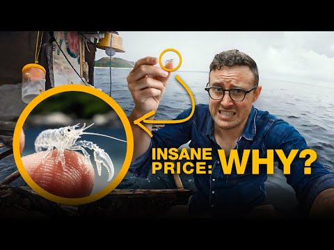 Smuggling Glass Lobsters for Millions: Indonesia’s Multi-Million Dollar Black Market Explained