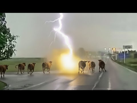 Win or Die 💀 Brave Animals vs Angry Mother Nature [30 min Edition]