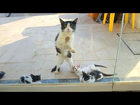 Stray Cat Knocking on the Window Asking to Open the Door on a Hot Day