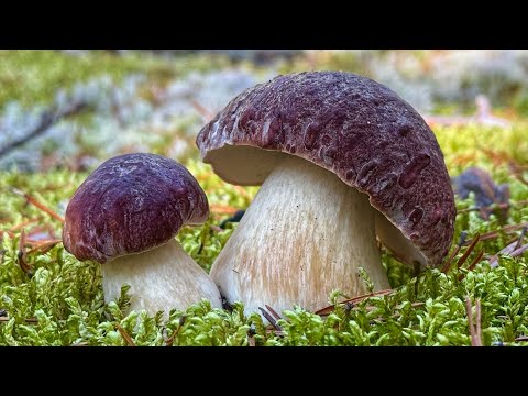 If I HAVEN'T CAPTURED THIS ON CAMERA, NO ONE WOULD HAVE BELIEVE IT! YOU'VE NEVER SEEN THIS BEFORE...