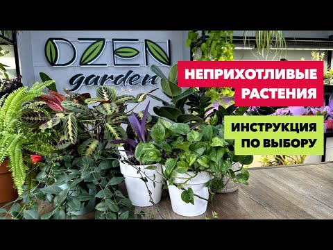 Неприхотливые комнатные растения » Какие растения подойдут именно вам?