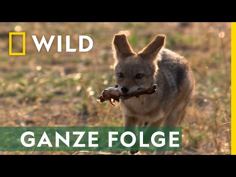 Rudelbildung - Ganze Folge | Afrikas tödlichste Jäger