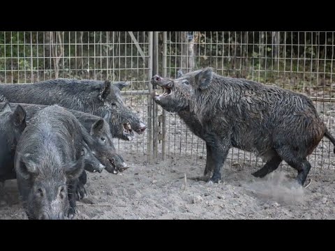 GOLIATH hogs are caught. BOAR fight in the cage.