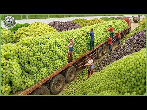 Amazing Global Harvest 2025 Race - How Farmers Reap Billions of Tons of Crops Worldwide