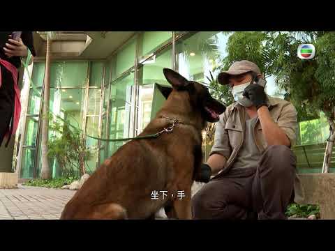 星期日檔案 - 「毛」聲無息