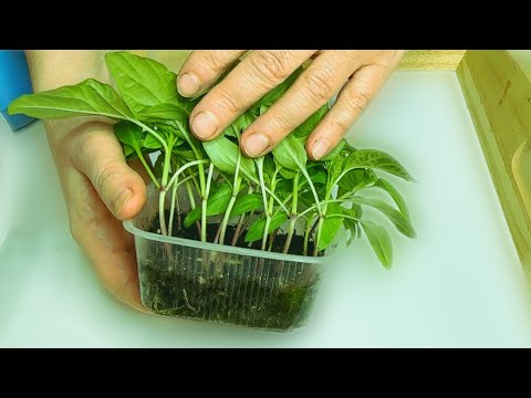 СЕКРЕТЫ УСПЕШНОЙ ПОСЕВЫ ПЕРЦА: ВСЕГДА СИЛЬНАЯ И МОЩНАЯ РАССАДА