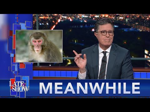 Meanwhile... Japan's Monkey Queen May Pair With Multiple Suitors This Season