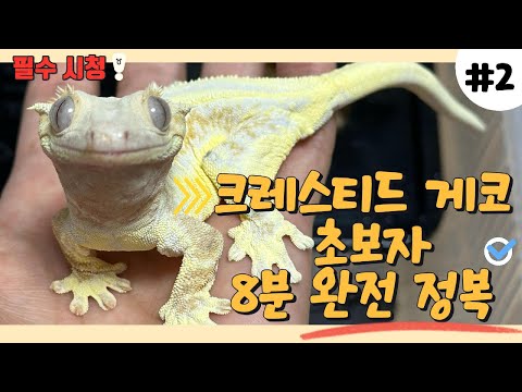 크레스티드게코 입문자(초보자)라면 무조건 보세요!!