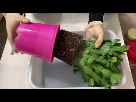 꽃봉오리 달린 게발선인장 꽃잘피우기,분갈이 할때 주의사항 알아봅니다. 진핑크,연분홍 분갈이.목기린선인장 키우기.#주황색분갈이💖