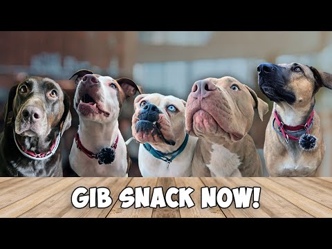 Foster Dogs Review Food | Freeze Dried Snack Taste Test #1