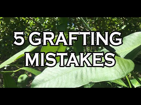 5 GRAFTING MISTAKES AND HOW TO AVOID THEM