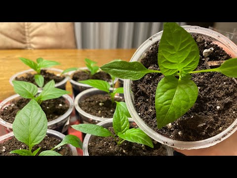 РАССАДА ПЕРЦА И БАКЛАЖАН крепкая и не вытягивается! 3 секрета