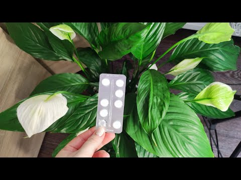 1 ТАБЛЕТКА под СПАТИФИЛЛУМ и даже слабый цветок оживет, позеленеет и пышно зацветет