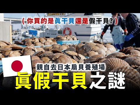 你吃的干貝怎麼來的? 去日本扇貝的產地,看看扇貝是怎麼養殖,然後賣到全世界的!followed Japanese fisherman to catch scallops in Kesennuma