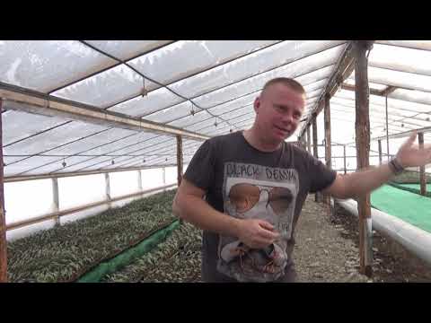 Watermelon grafting: technology and advantages over regular seedlings. Report from the Ponomarevs...