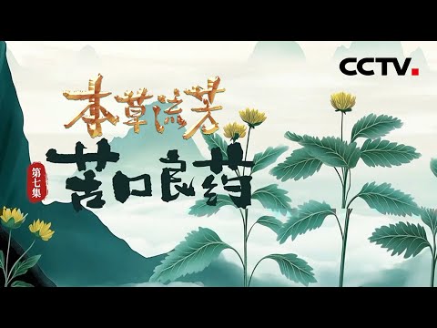 稀释25万倍依然能尝到苦味,黄连中的苦究竟从何而来?《本草流芳》 第7集 苦口良药 | CCTV「本草流芳」