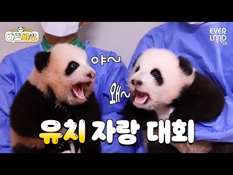 Twin baby pandas showing off their baby teeth while chit chatting :) | Baobao EP.12 Ruibao&Huibao