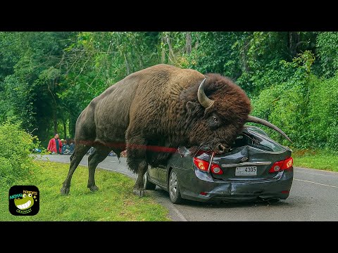 One in a Billion Animal Moments Caught on Camera #6