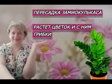 ПЕРЕСАДКА ЗАМИОКУЛЬКАСА | УСПЕШНАЯ РЕАНИМАЦИЯ ЗАМИОКУЛЬКАСА