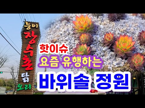 핫이슈 요즘유행하는 바위솔정원 을 아시나요? 식당.펜션.등 전원주택 정원을 넘어 유행을 타고 있습니다.