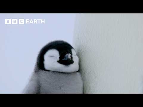 A Penguin Chick's Brave First Steps | Penguins: Meet the Family | BBC Earth