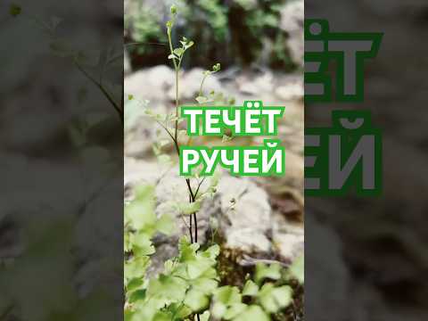 🇹🇷Ручьи и Водопады на тропе