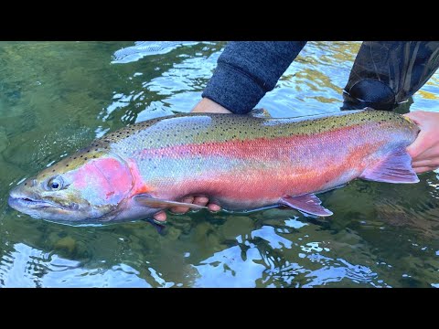 STEELHEAD CATCH N' COOK!